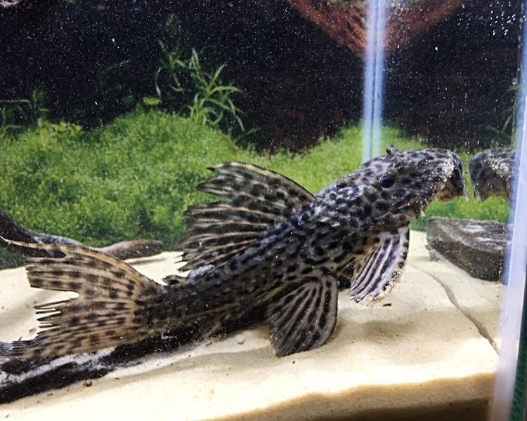 L Number Plecos - The Trop Company