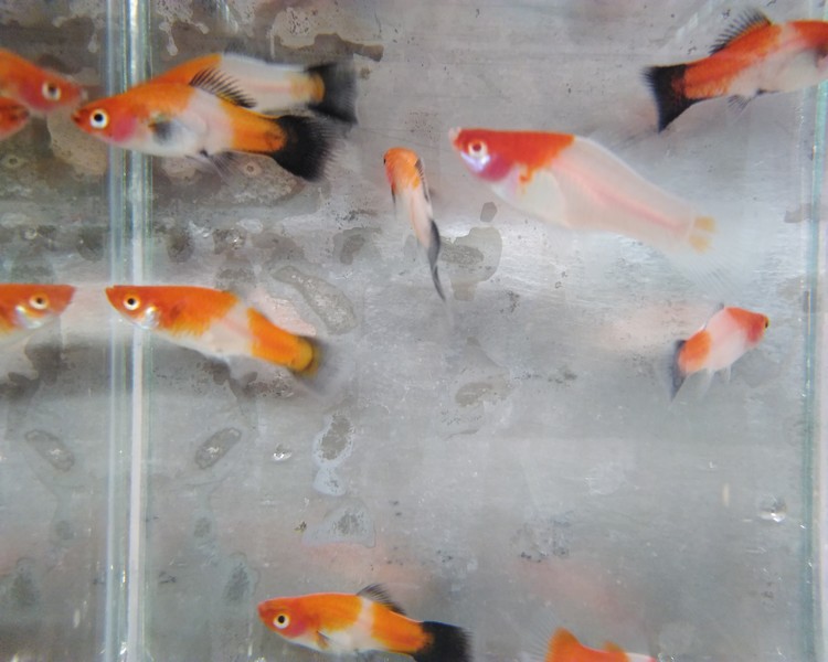 Assorted Koi Swordtail - Medium Large