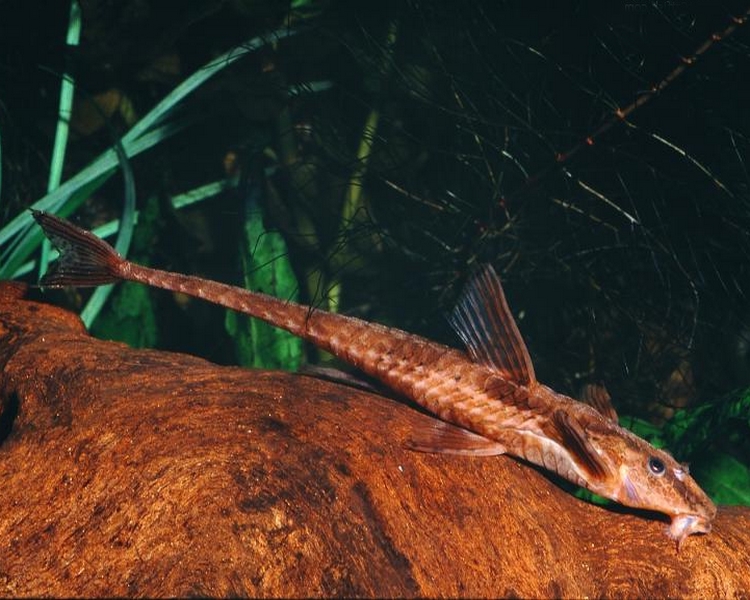 Red Lizard Whiptail - 5cm