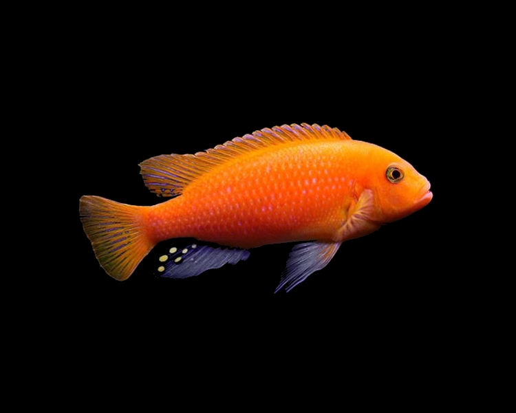 Red Zebra Cichlid ~ 4-5cm